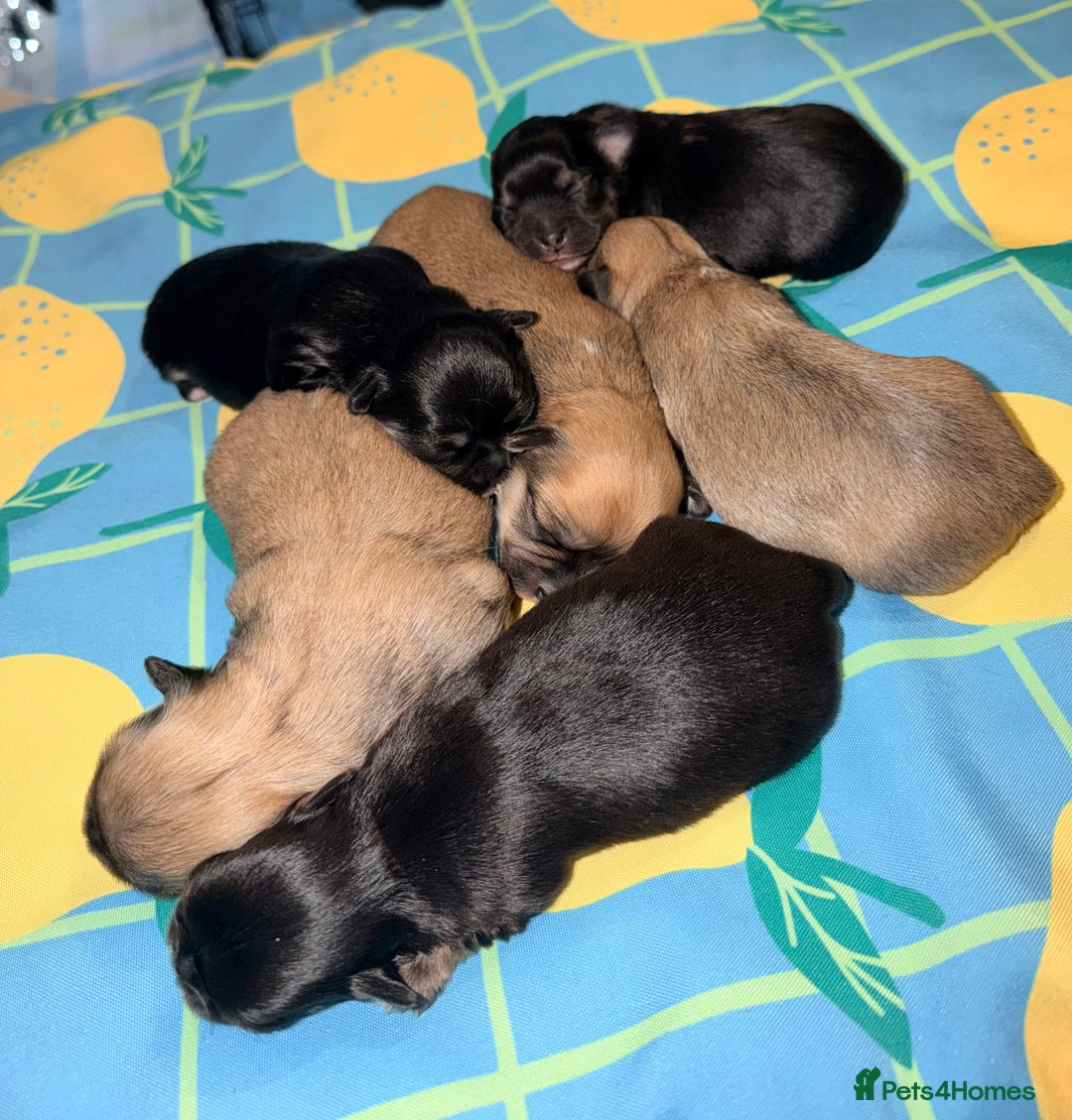 Mixed Breed dogs for sale: Malchi babies  - Advert 7