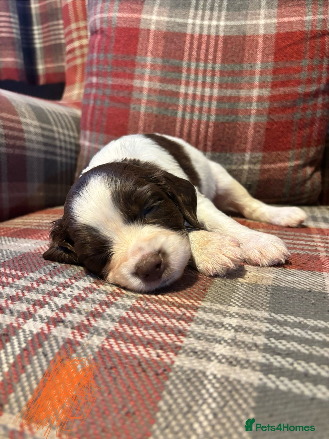 English Springer Spaniel dogs for sale: Springer Spaniel Puppy’s  - Image 10