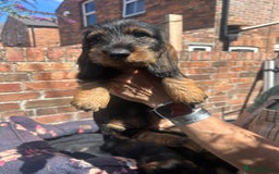 Dachshund dogs for sale: 2 left! standard dachshund puppies ready now! - Image 10