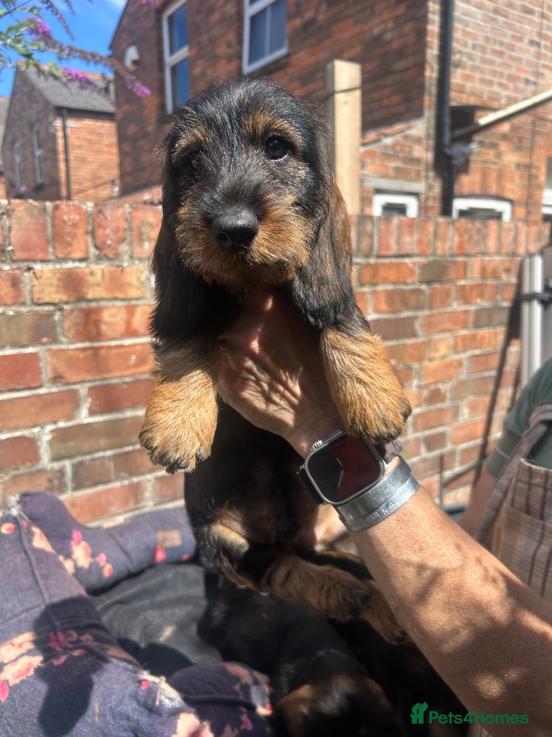 Dachshund dogs for sale: 2 left! standard dachshund puppies ready now! - Image 10