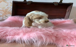 Cocker Spaniel dogs for sale: 5* LICENSED KC SHOW H/TESTED PUPPIES  - Image 3