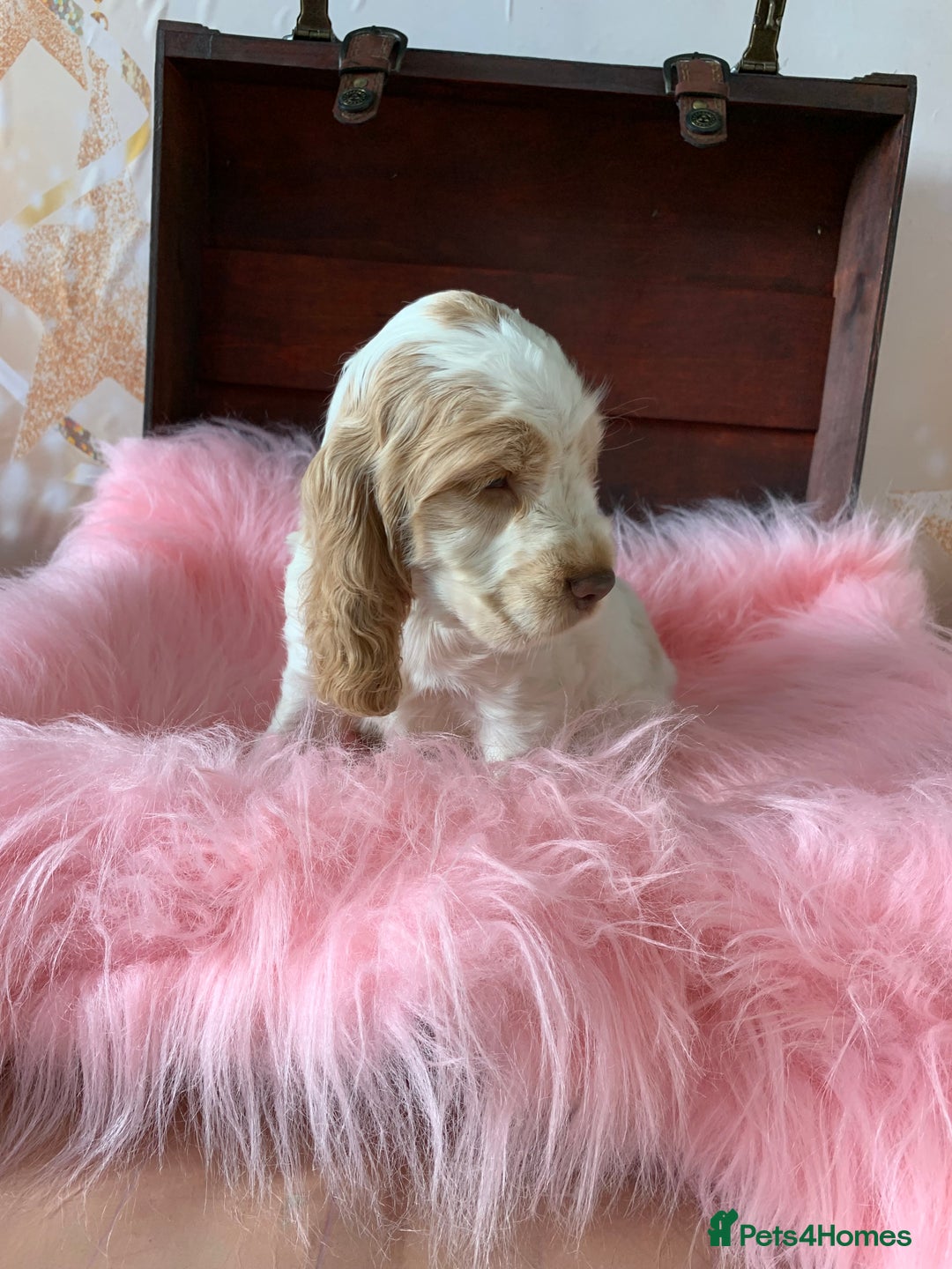 Cocker Spaniel dogs for sale: 5* LICENSED KC SHOW H/TESTED PUPPIES  - Image 3
