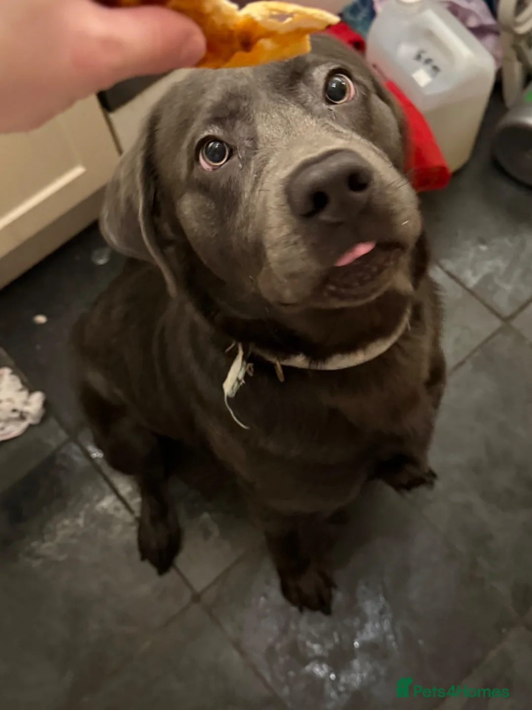 Labrador Retriever dogs for sale: Bruno – Friendly Labrador, Great with Children - Advert 3