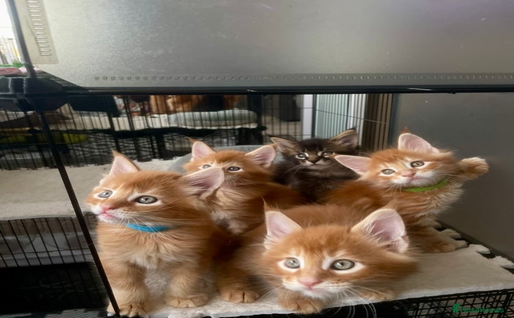 Maine Coon cats - Advert 2