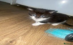 British Longhair cats for sale: 3 beautiful little girls - Image 5