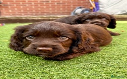 Cocker Spaniel dogs for sale: Beautiful Cocker Spaniel Pups - Image 13