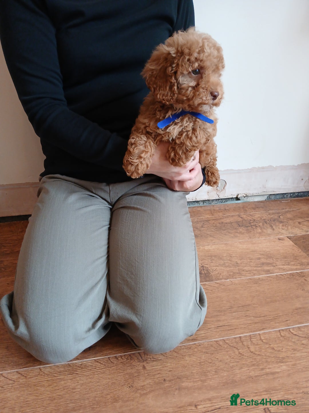 Cockapoo dogs for sale: Cockapoo puppies  - Image 14