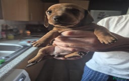 Dachshund dogs for sale: Dachshund puppies  - Image 5