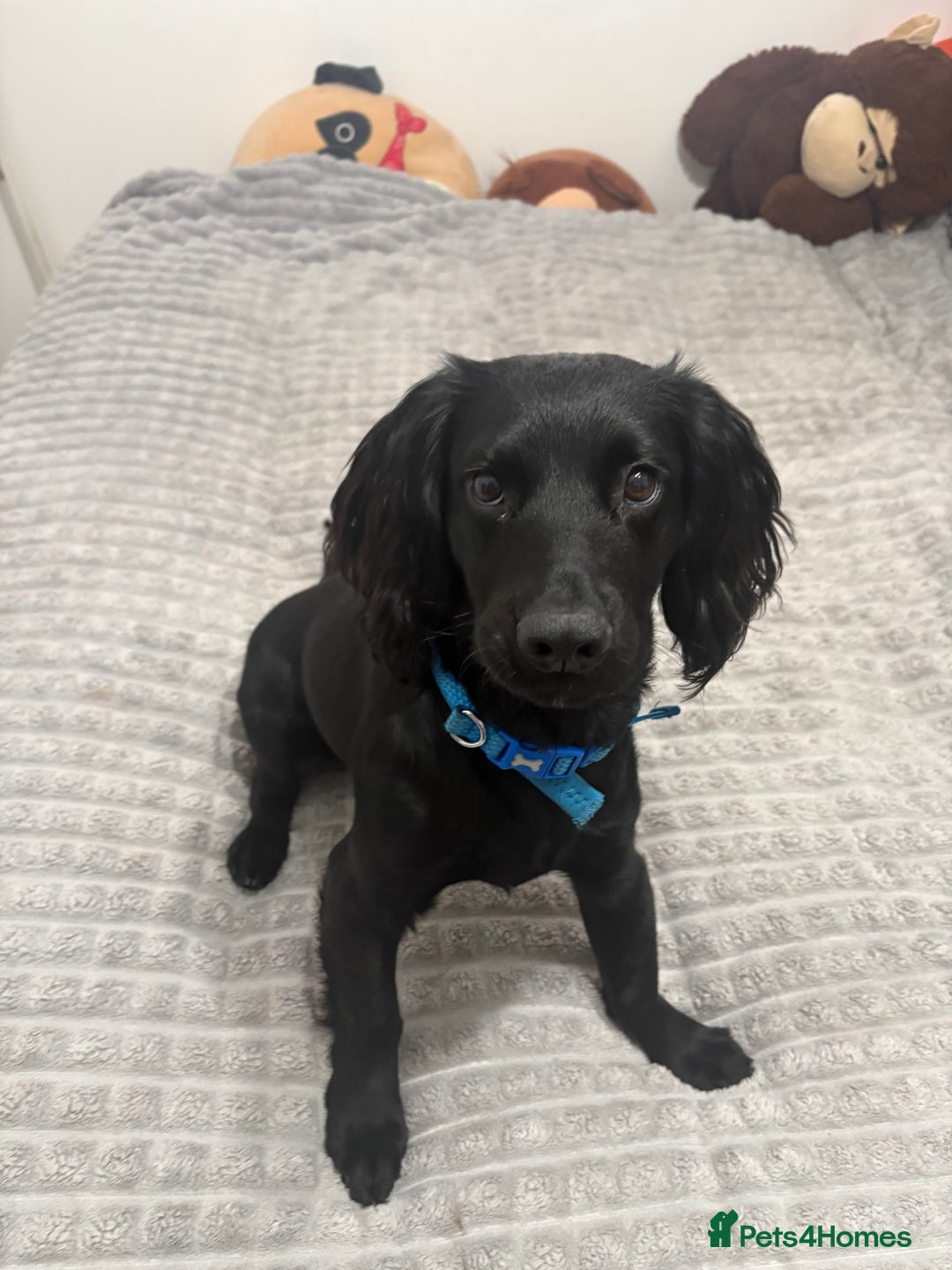 Cocker Spaniel dogs for sale: Working cocker spaniel  - Advert 6