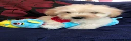 Maltipoo dogs for sale: Maltipoo puppies forsale - Advert 19