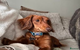 Dachshund dogs for stud: Miniature Red Long Haired Dachshund For Stud  - Image 15