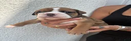 English Bulldog dogs for sale: STUNNING TRADITIONAL ENGLISH BULLDOG - Advert 15