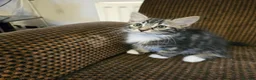 Mixed Breed cats for sale: Amazing kittens - Advert 8