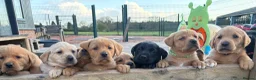 Labrador Retriever dogs for sale: Gorgeous Black and Yellow KC Labs - Advert 8
