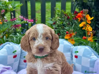 Cockapoo dogs 6 gorgeous f1 apricot Cockerpoos - Advert 6