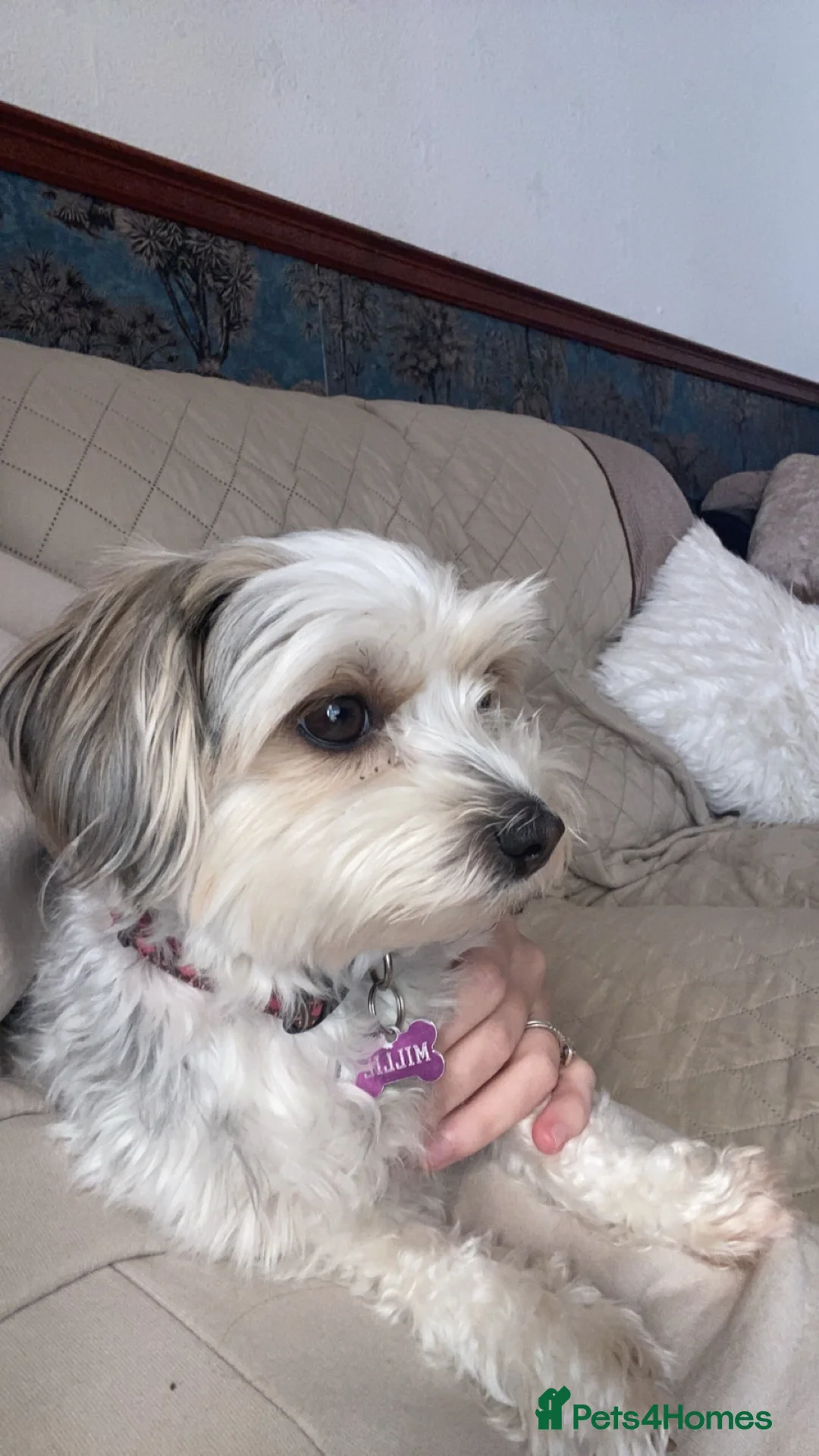 Morkie dogs for sale: Morkie Puppies - Advert 2