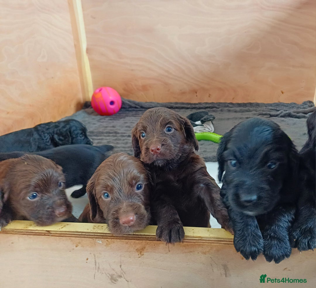 Cocker Spaniel dogs for sale: Working cocker spaniels 4 weeks old - Image 26