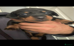 Dachshund dogs for sale: Dashounds  - Image 9