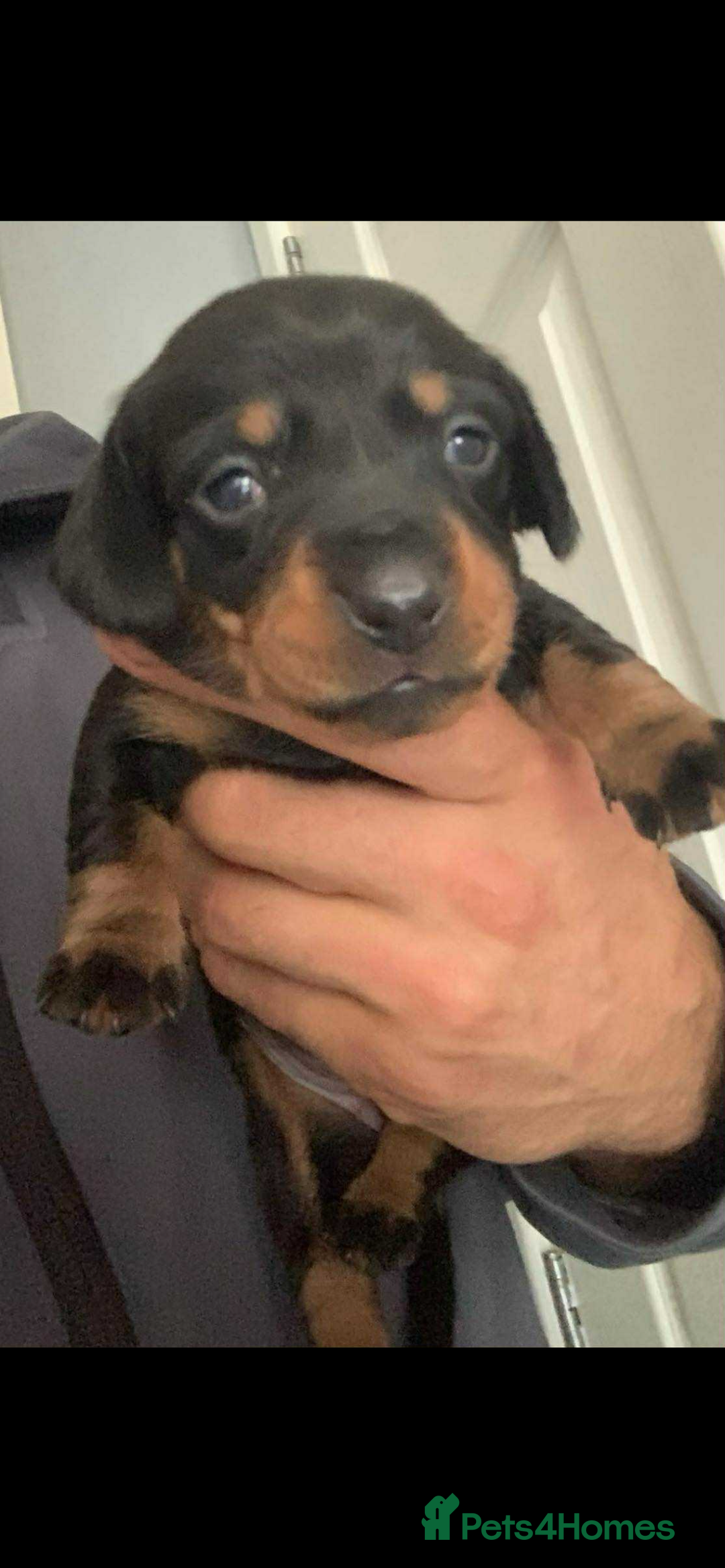 Dachshund dogs for sale: Dashounds  - Image 9
