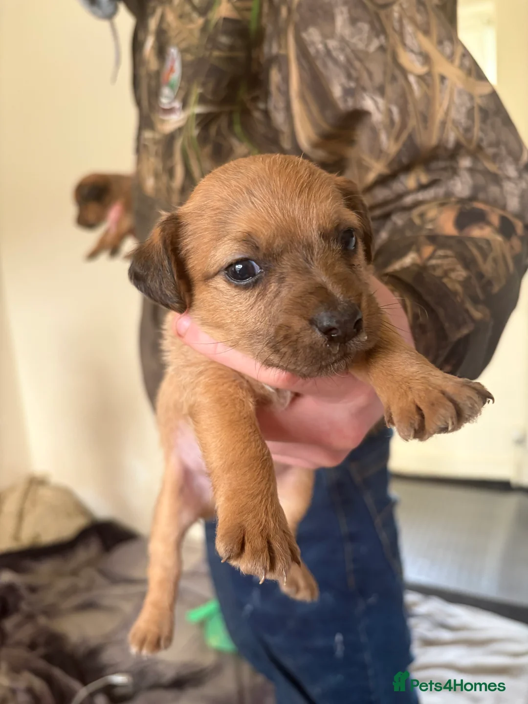 Jack Russell dogs for sale: Jack Russell puppies  - Advert 4