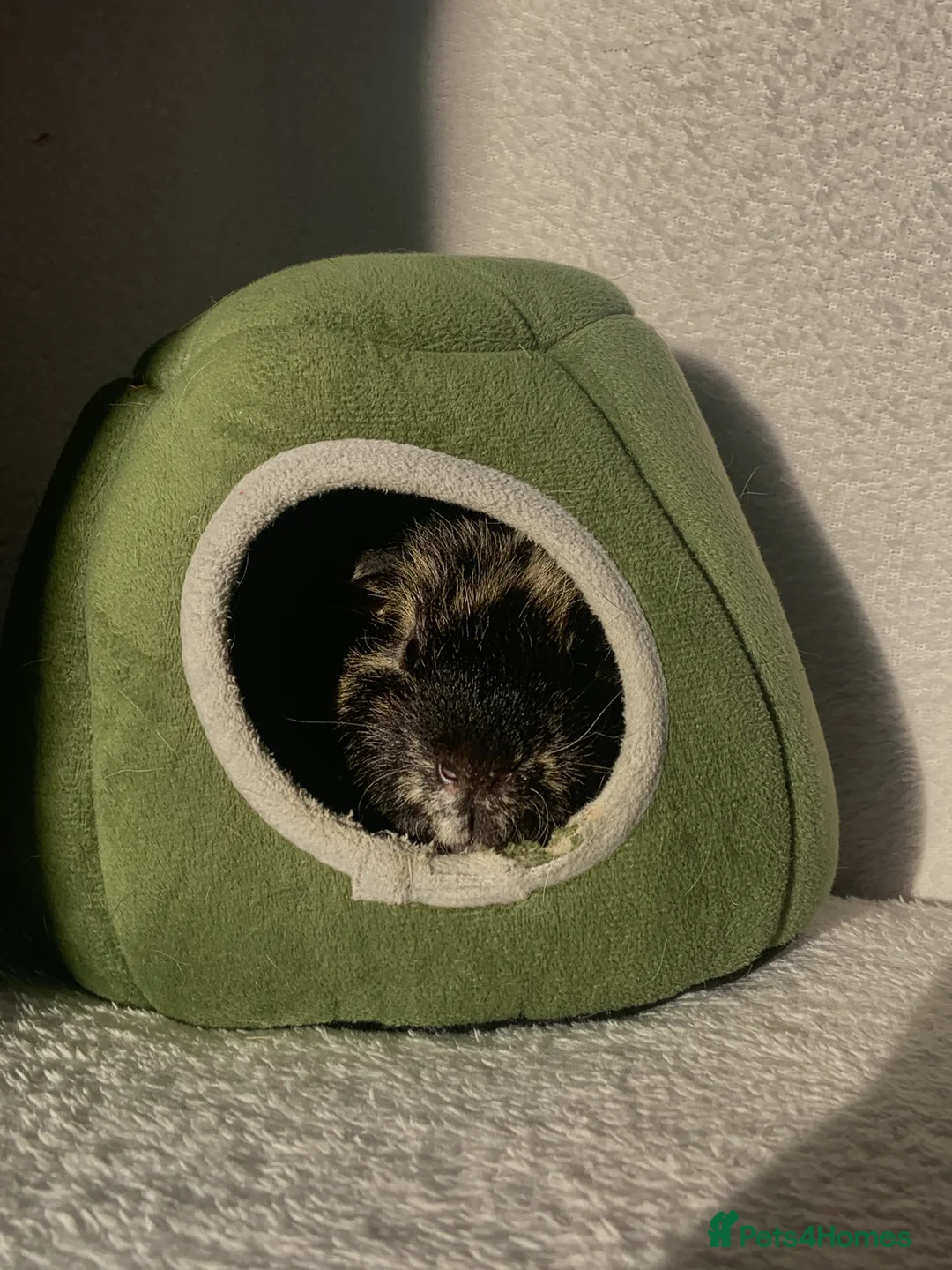 Guinea Pig rodents for sale: male guinea pig for sale - Advert 7