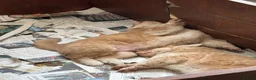 German Shepherd dogs for sale: Isabella reverse panda, Isabella German shepherd - Advert 4