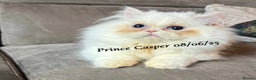 Munchkin cats for sale: Quality & Extremely Rare Persian Napoleon Minuets - Advert 20