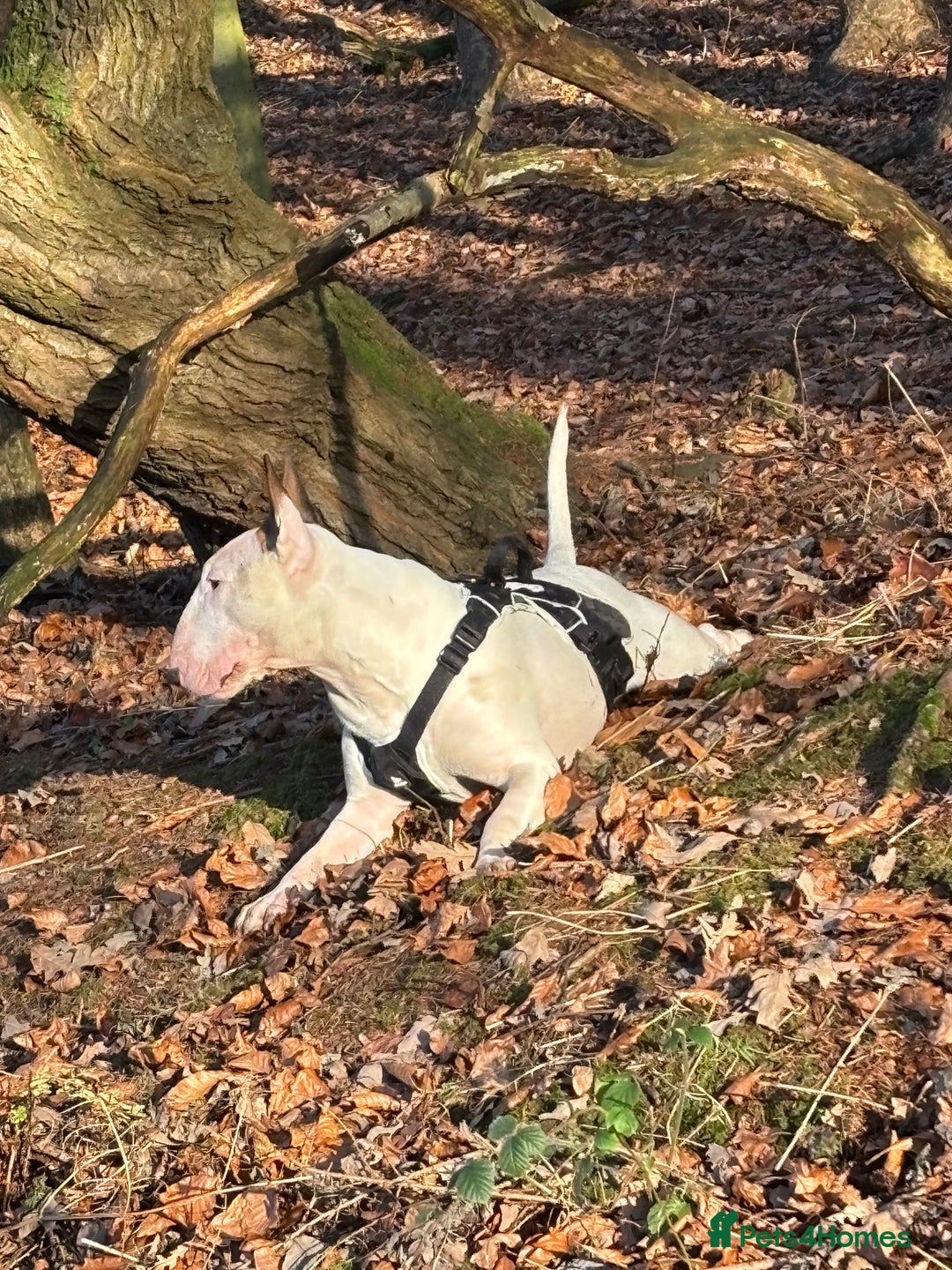 English Bull Terrier dogs for stud: English bull terrier for stud  - Advert 3