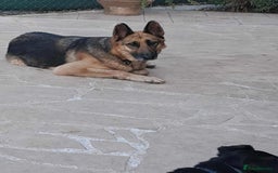 Mixed Breed dogs for adoption: Jessica stunning German Shepherd  - Image 8
