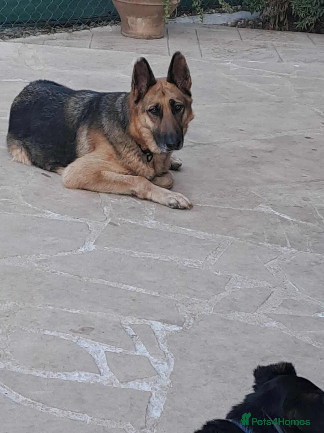 Mixed Breed dogs for adoption: Jessica stunning German Shepherd  - Image 8