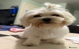 Maltese dogs for stud: Snowflake  - Image 1