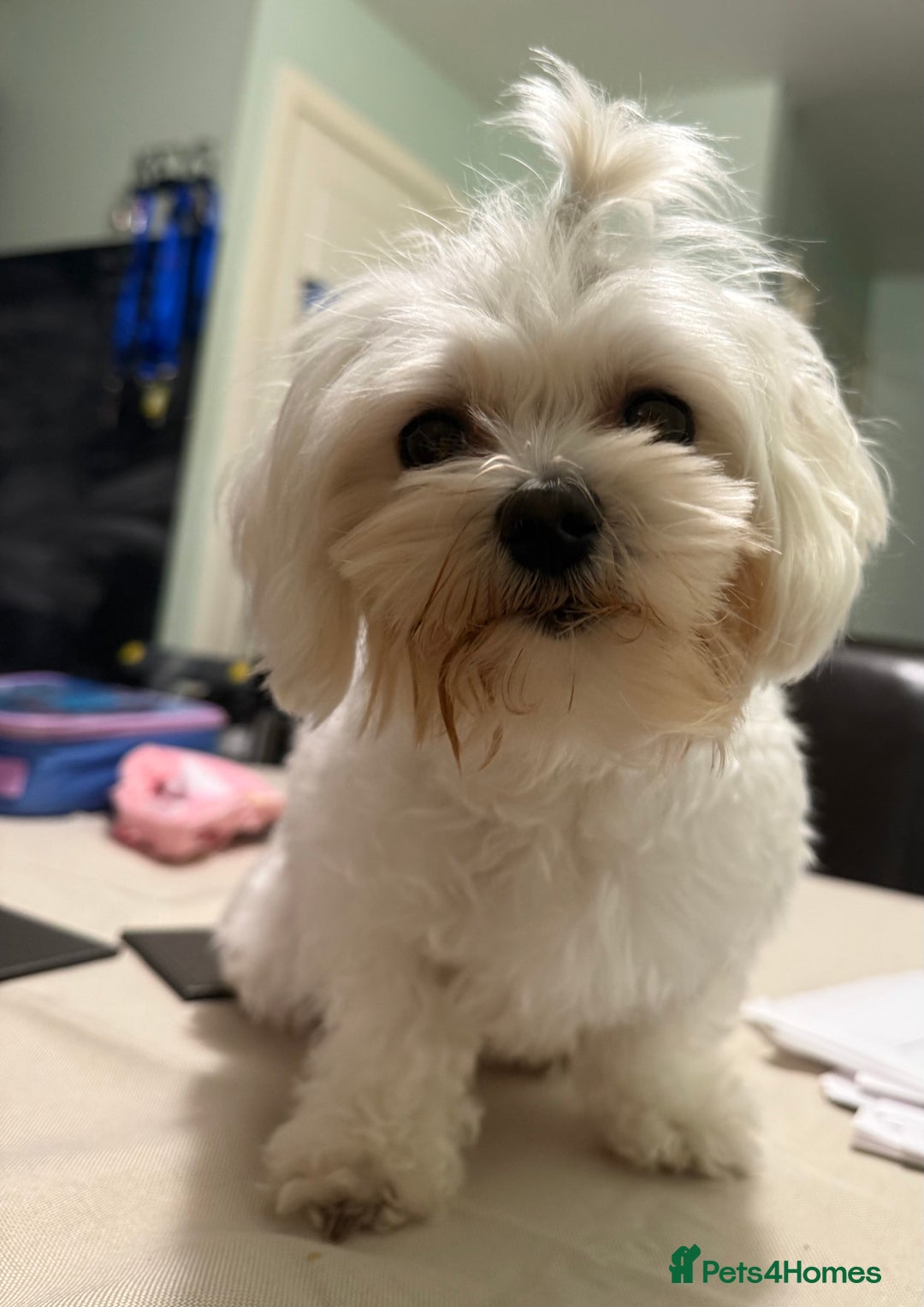 Maltese dogs for stud: Snowflake  - Image 1
