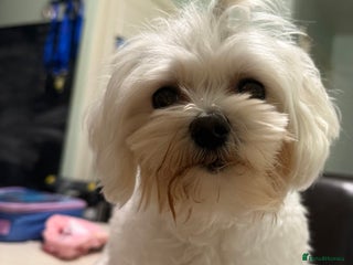 Maltese dogs - Advert 26