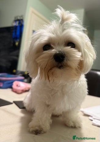 Maltese dogs - Advert 1