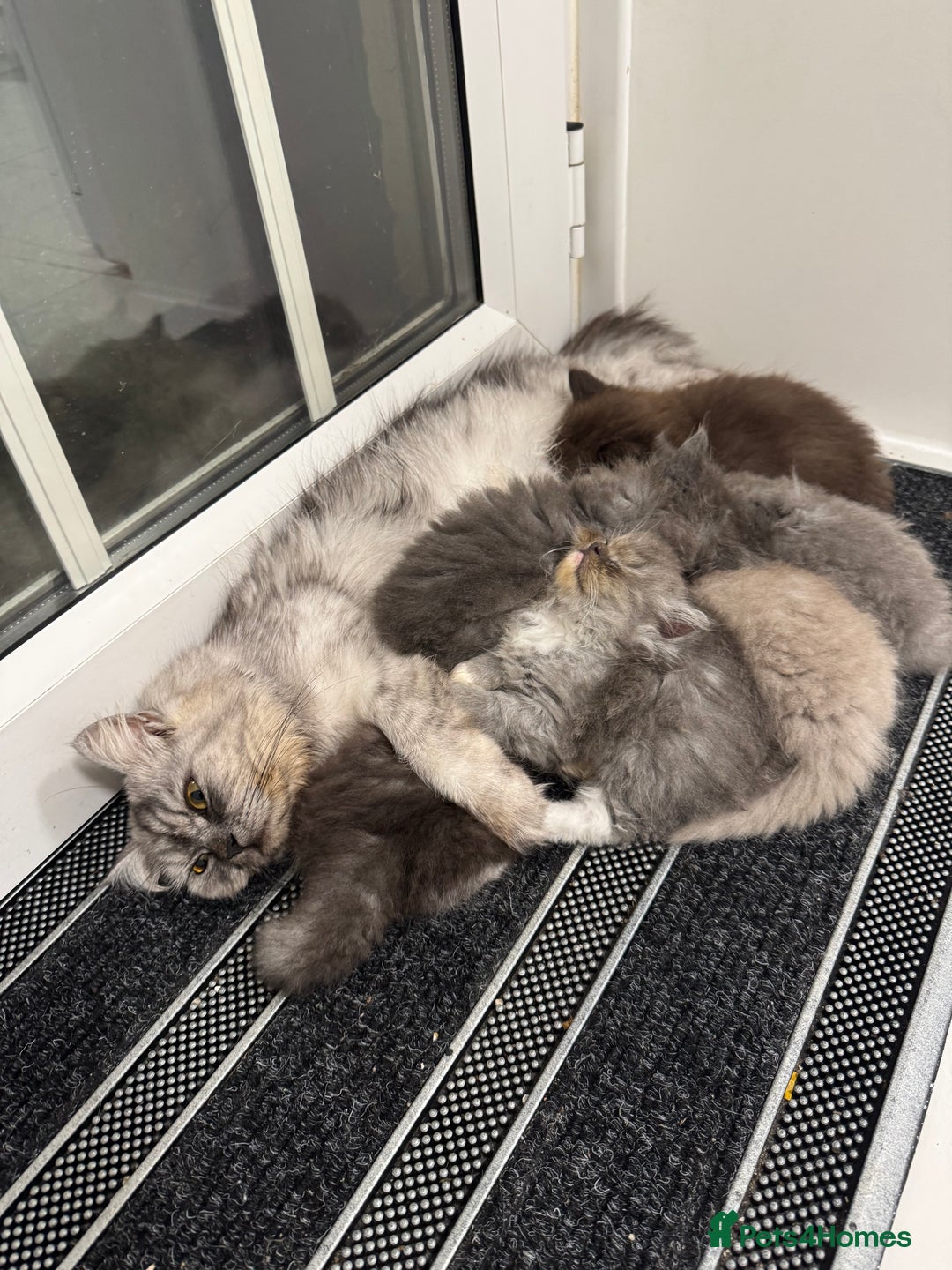 Persian cats for sale: Gorgeous Grey Persian Ragdoll Mix - Image 4