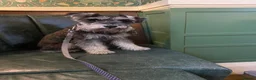 Miniature Schnauzer dogs for sale: Cuteness overload!! 😍  - Advert 9