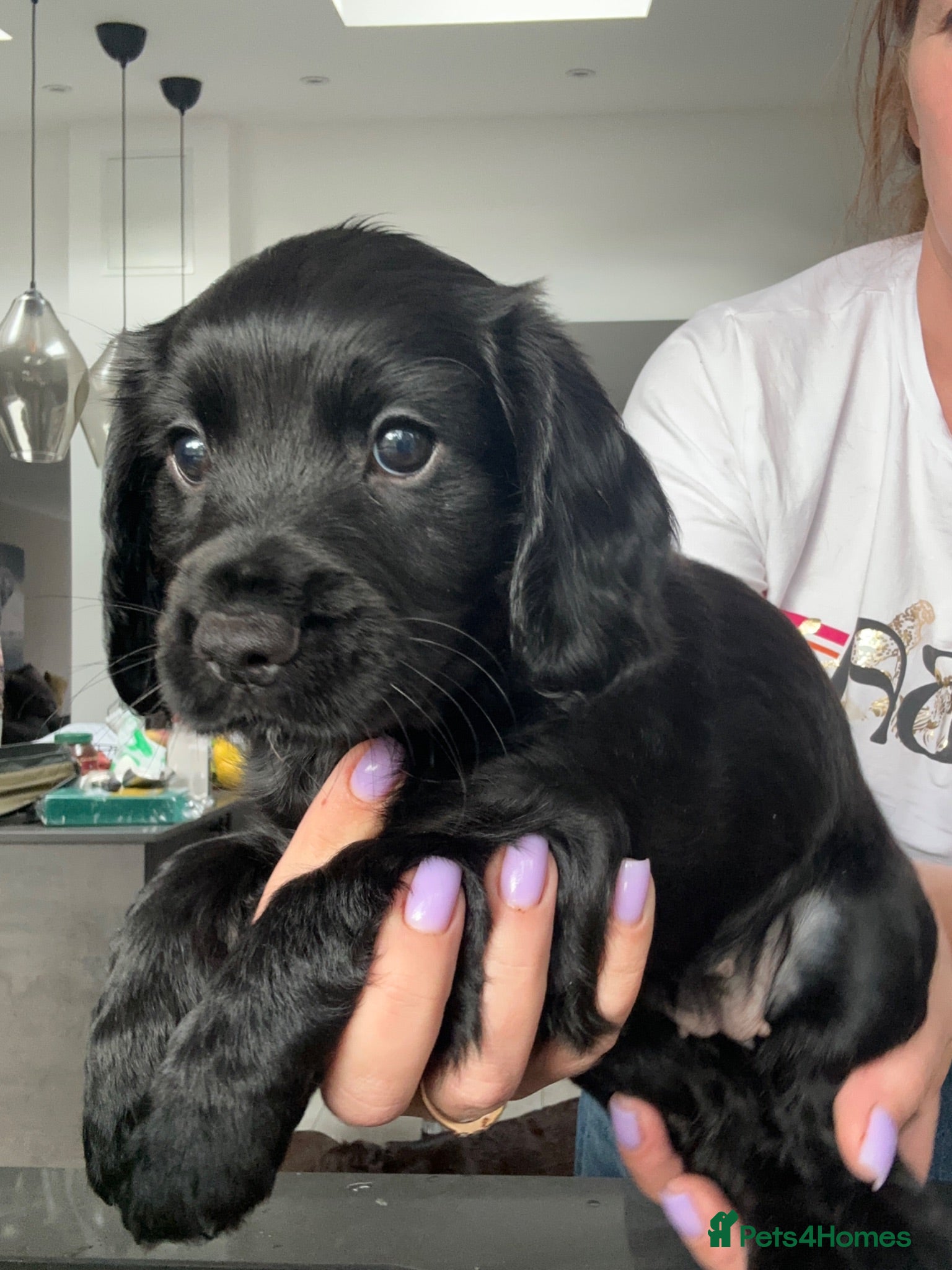 Cocker Spaniel dogs KC Registered Cocker Spaniels–DNA Clean parents 👑 - Advert 1