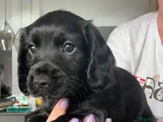 Cocker Spaniel dogs KC Registered Cocker Spaniels–DNA Clean parents 👑 - Advert 1