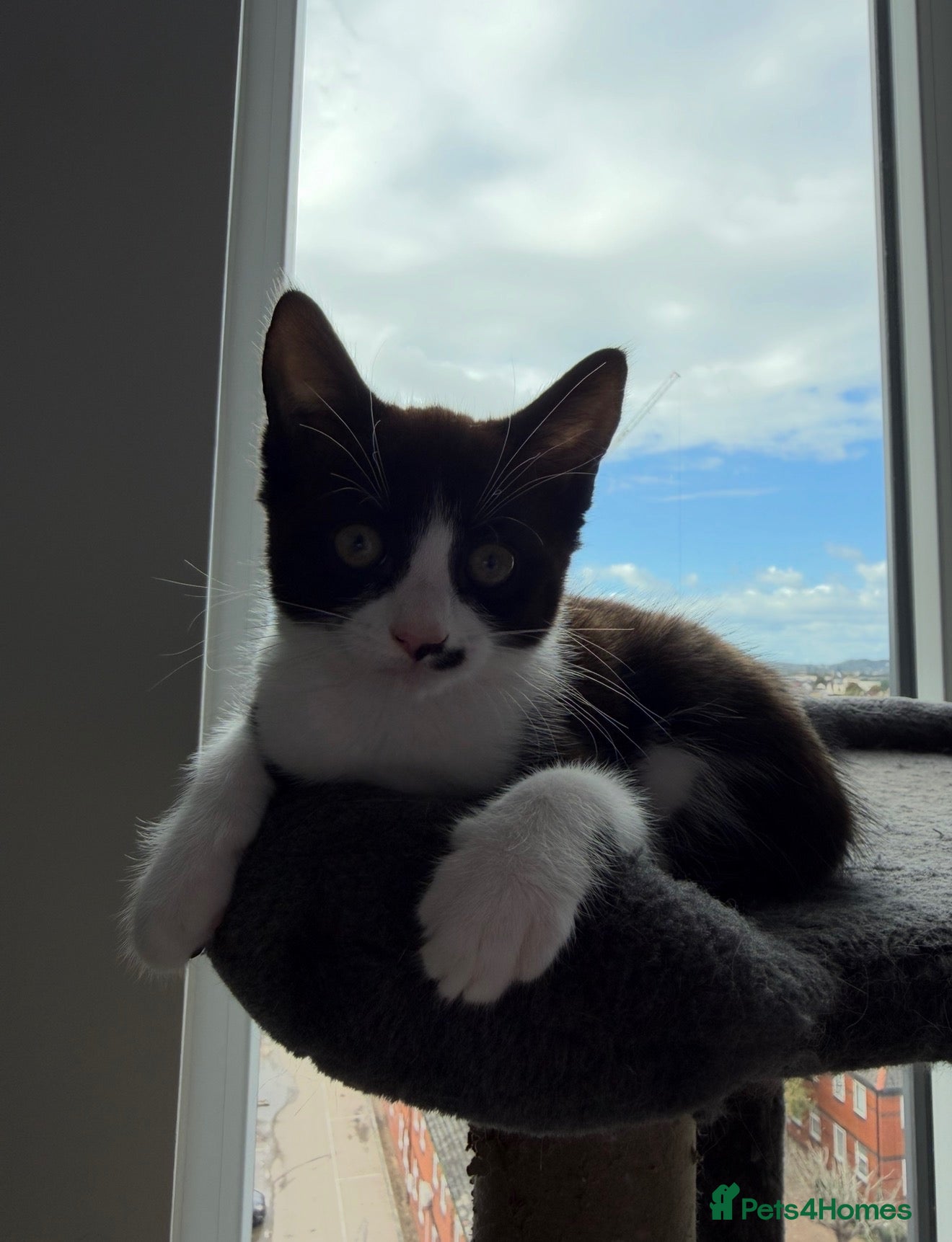 Domestic Shorthair cats Mixed litter of kittens - Advert 5