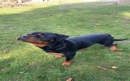 Rottweiler dogs for stud: Rottweiler Stud  in Dunstable - Image 9
