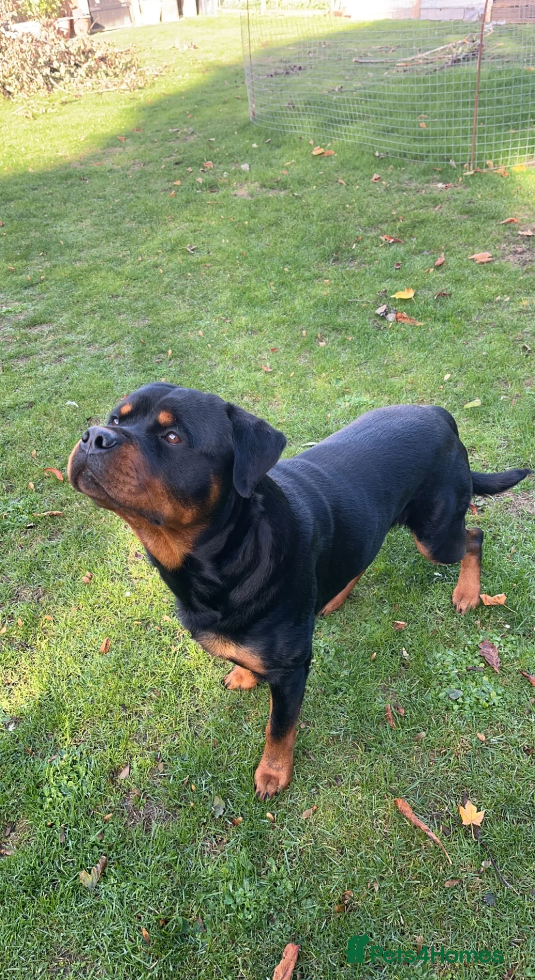 Rottweiler dogs for stud: Rottweiler Stud  in Dunstable - Advert 9