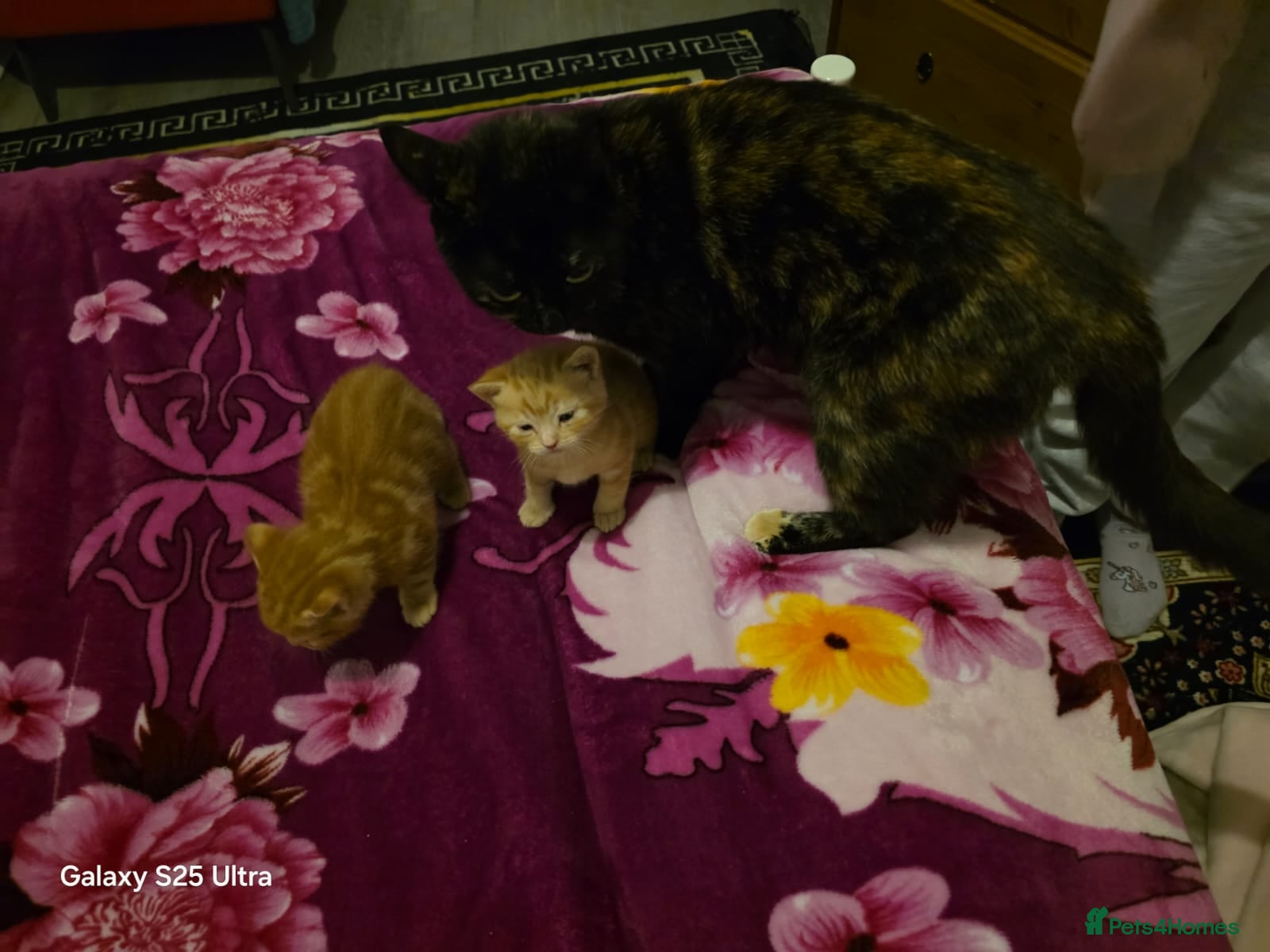 British Shorthair cats Two beautiful boys - Advert 1