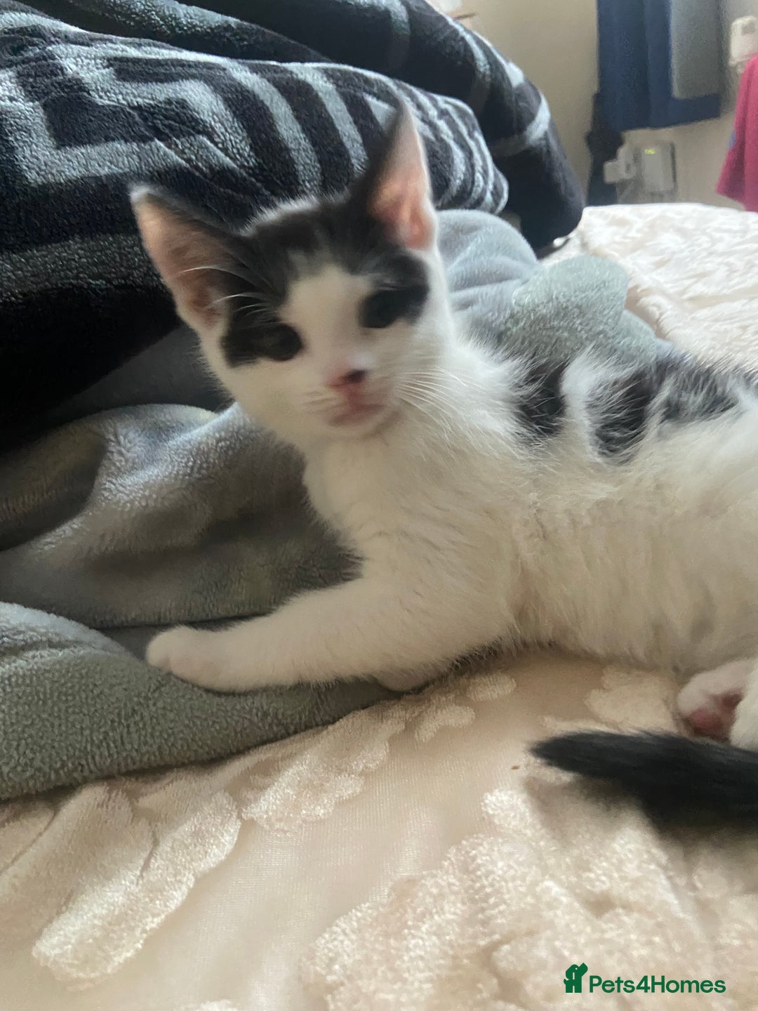 Domestic Shorthair cats for sale: domestic shorthair kittens - Advert 3