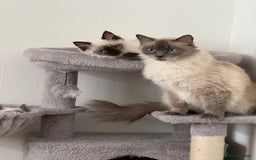 Ragdoll cats for sale: GCCF reg seal point ragdoll girl - Image 12