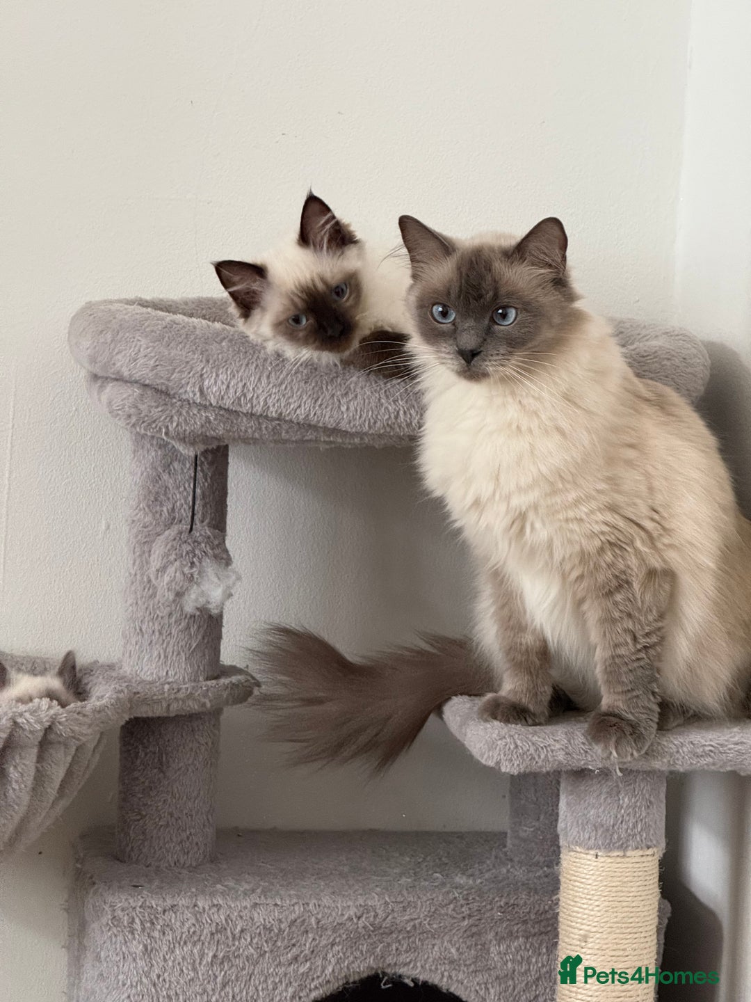 Ragdoll cats for sale: GCCF reg seal point ragdoll girl - Image 12