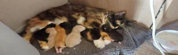 Maine Coon cats for sale: Maine coon cross Kittens - Advert 23