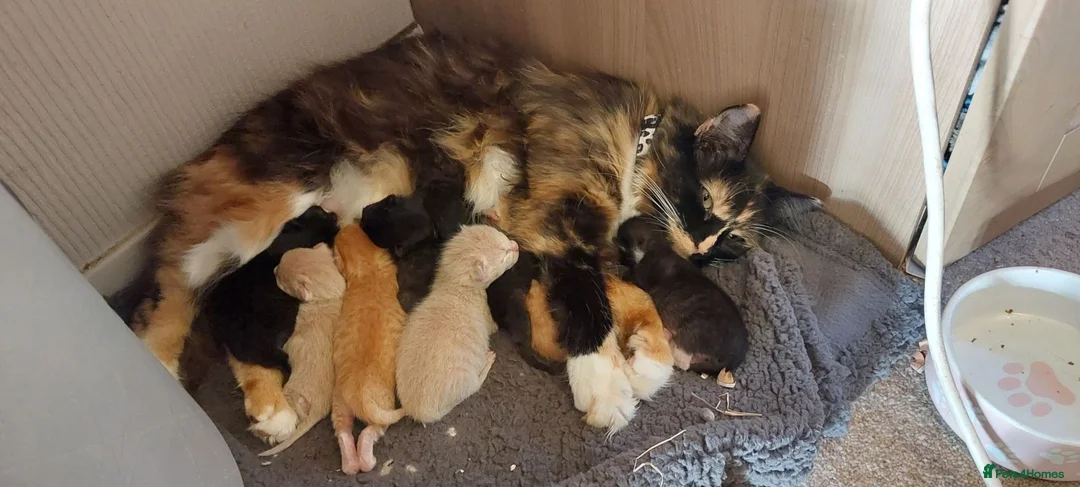 Maine Coon cats for sale: Maine coon cross Kittens - Advert 23