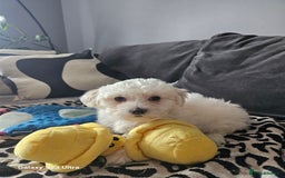 Maltese dogs for sale: Maltese ready to find their forever home now - Image 12