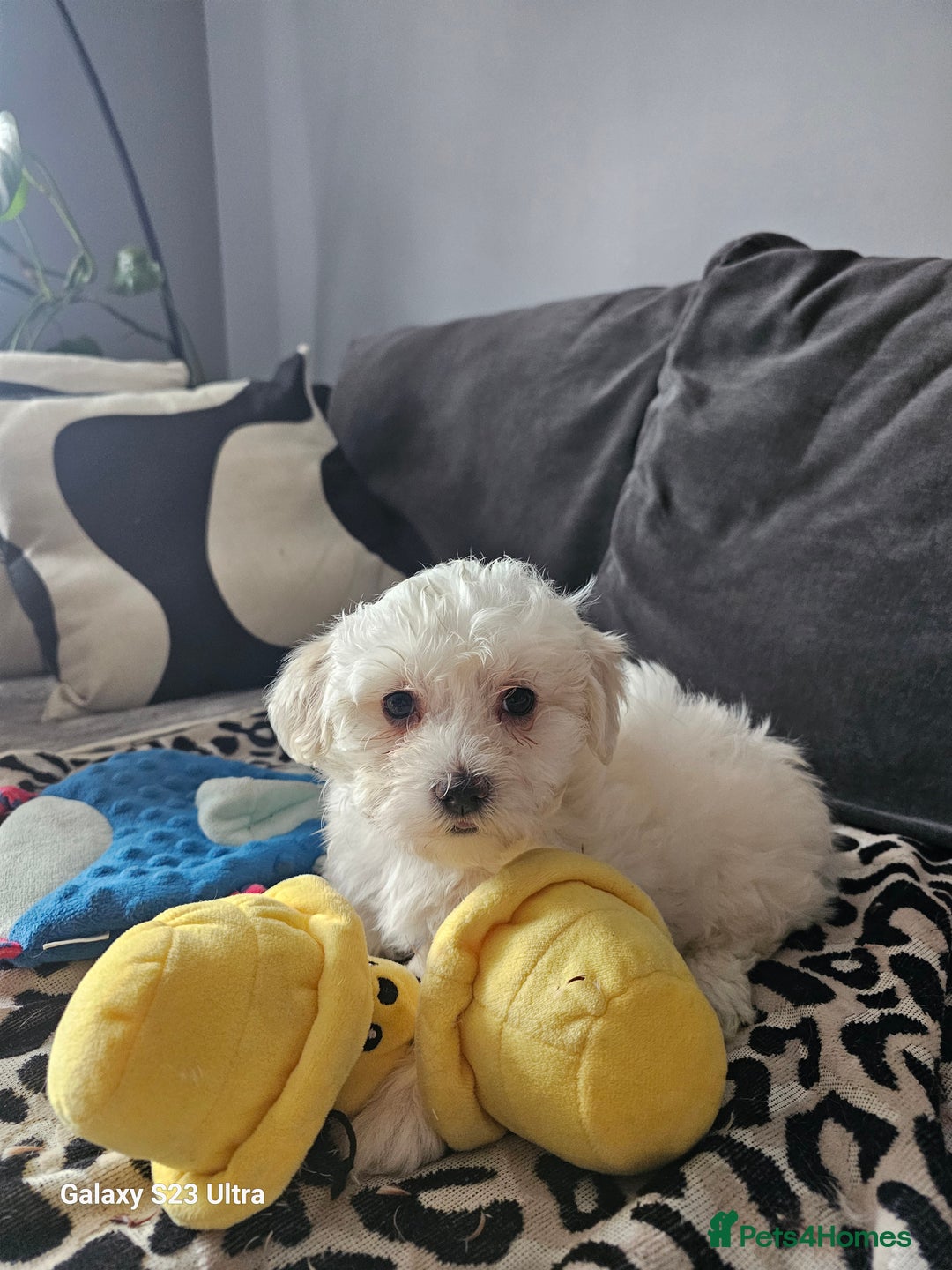 Maltese dogs for sale: Maltese ready to find their forever home now - Image 12