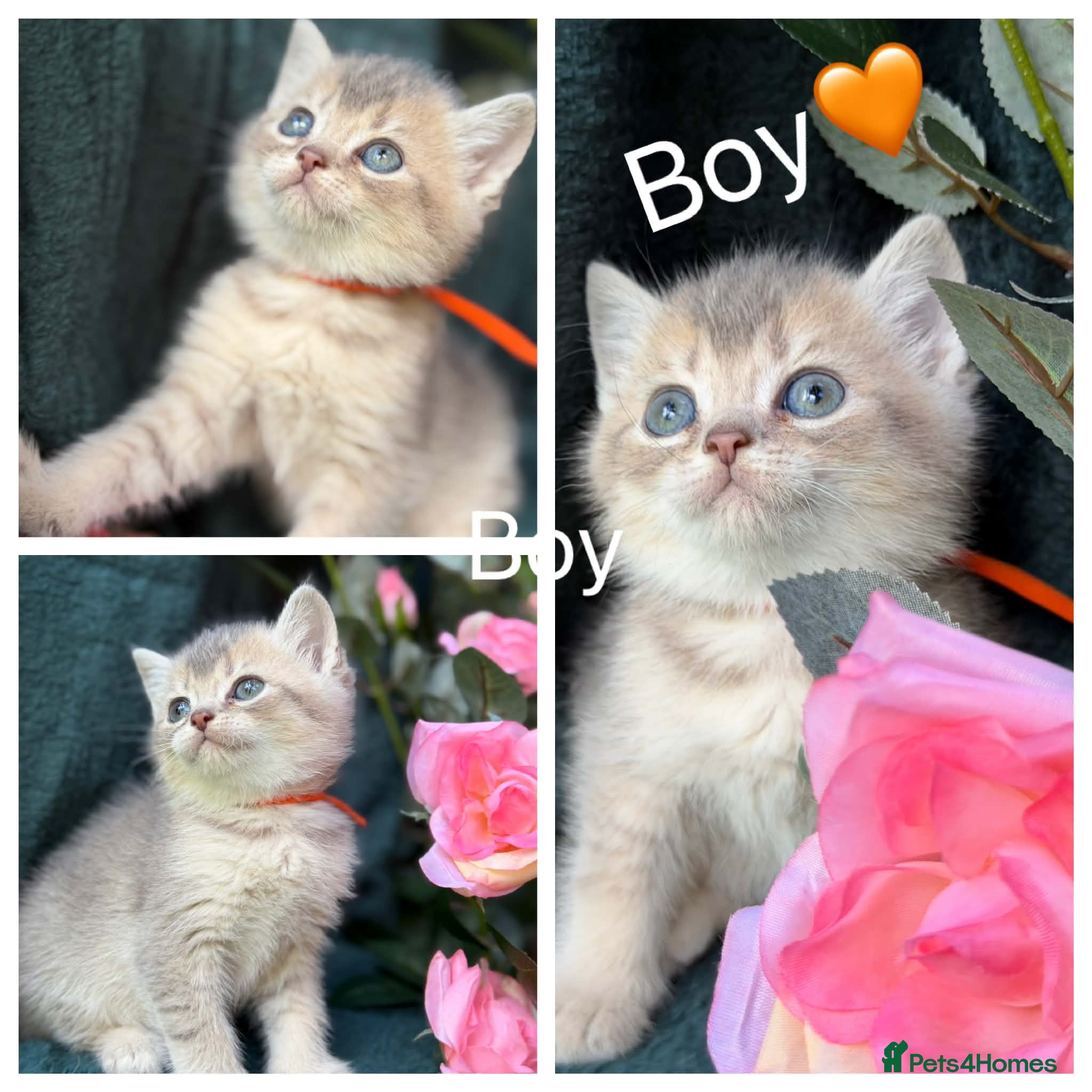 British Longhair cats TICA BRITISH SHORTHAIR & LONGHAIR KITTENS  - Advert 6